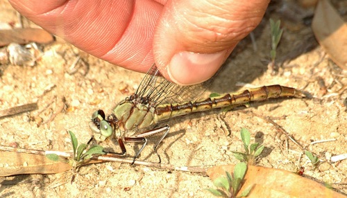 Female
1 Apr 2006  Early